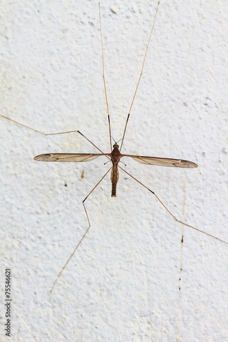 Wallpaper Mural  daddy longlegs Torontodigital.ca