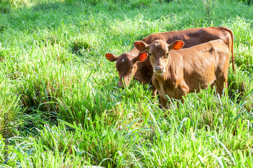 Cow Calfes photo