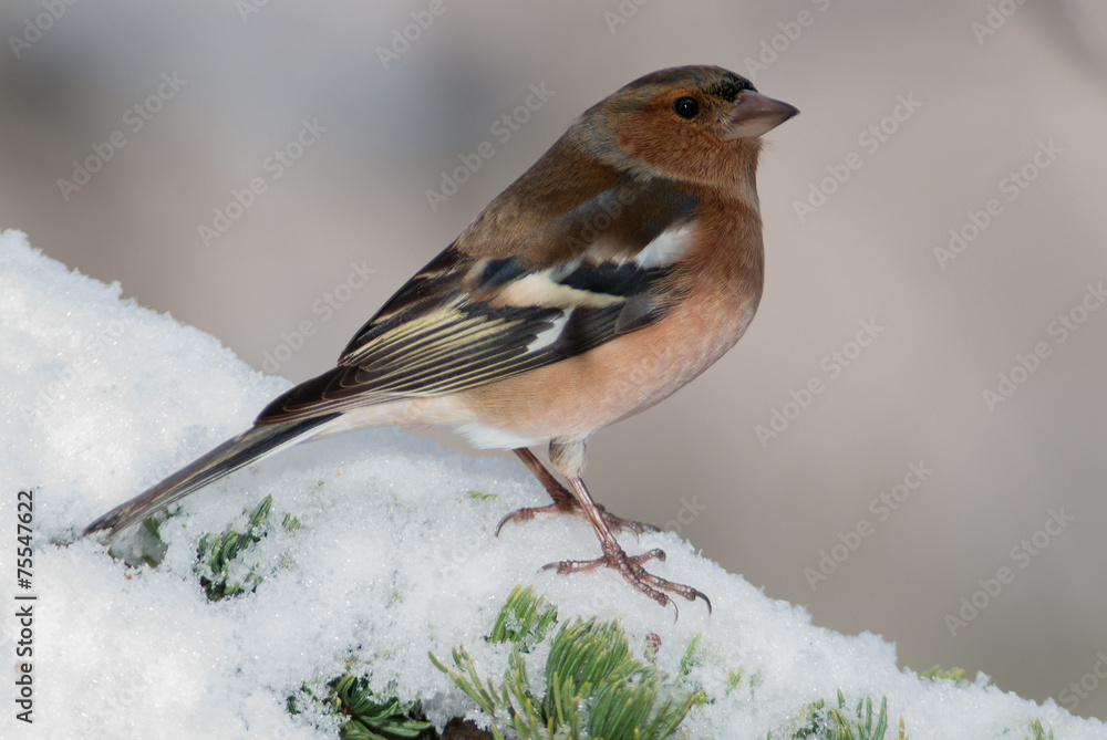 A male chaffinch on a snowy branch A male chaffinch on a snowy branch
