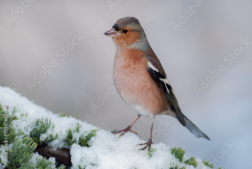 A male chaffinch on a snowy branch © YK