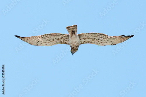 Short-toed eagle (Circaetus gallicus) flying overhead photo