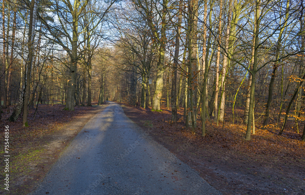 Naklejka premium Road in a beech forest in winter