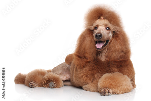 Fototapeta Naklejka Na Ścianę i Meble -  Poodle dog lying on white background