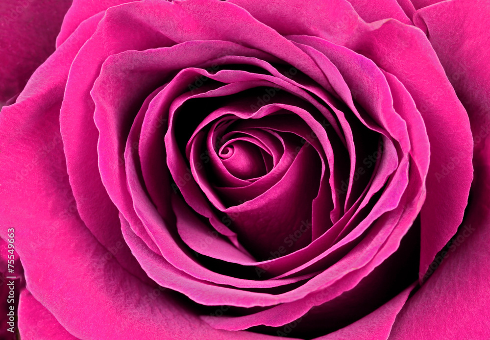 Beautiful pink rose. Macro image.
Beautiful pink rose. Macro image.