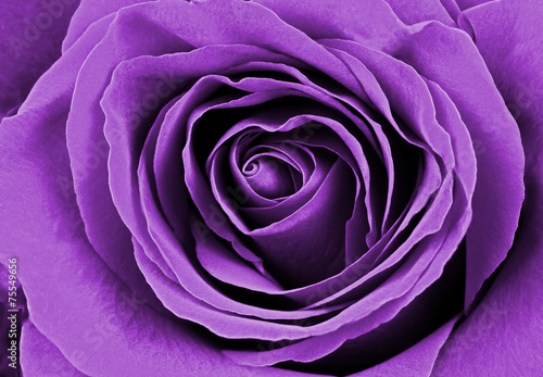 Beautiful purple rose. Macro image.
