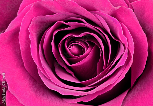 Beautiful pink rose. Macro image.  