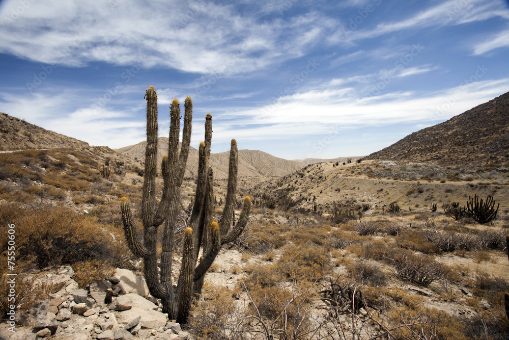 Perù un cactus