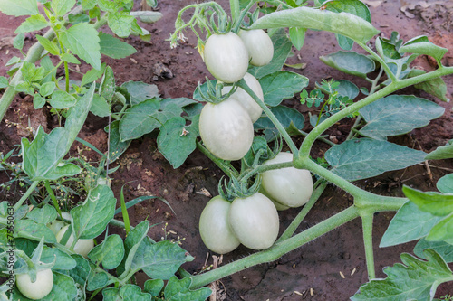 White Tomatoes
