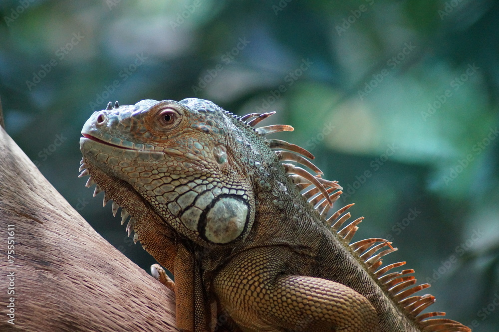 Obraz premium Leguan