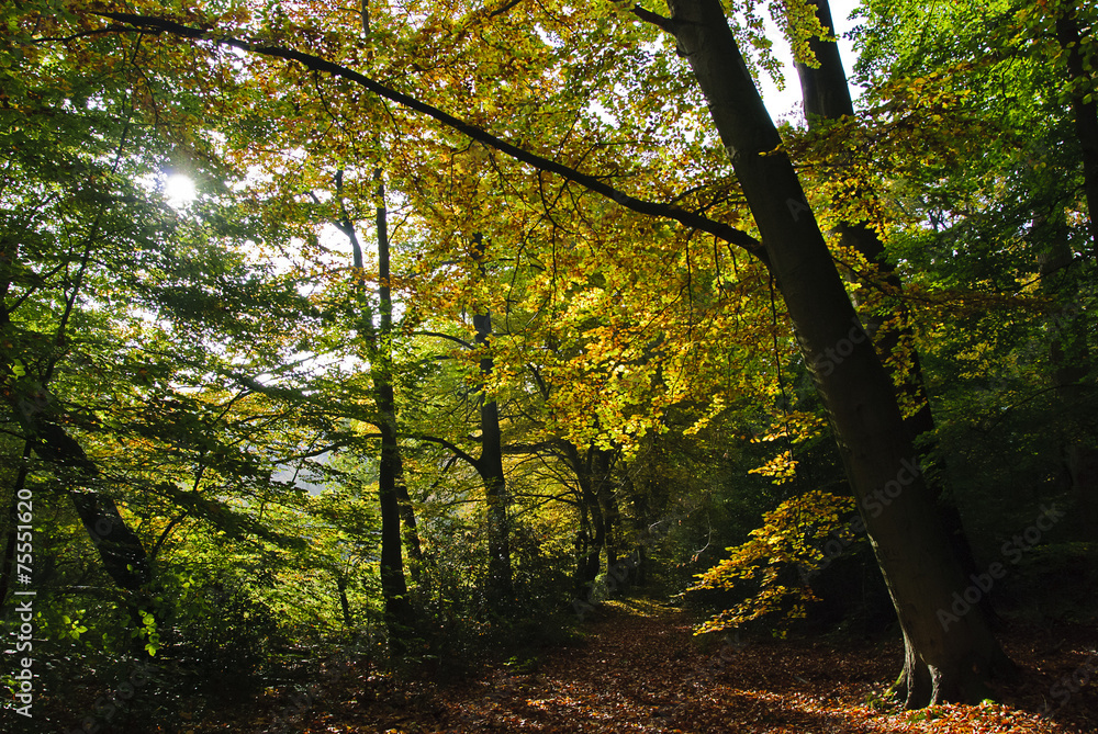 Obraz premium forest path in autumn