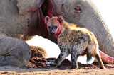 Spotted hyaena feeding on a dead elephant