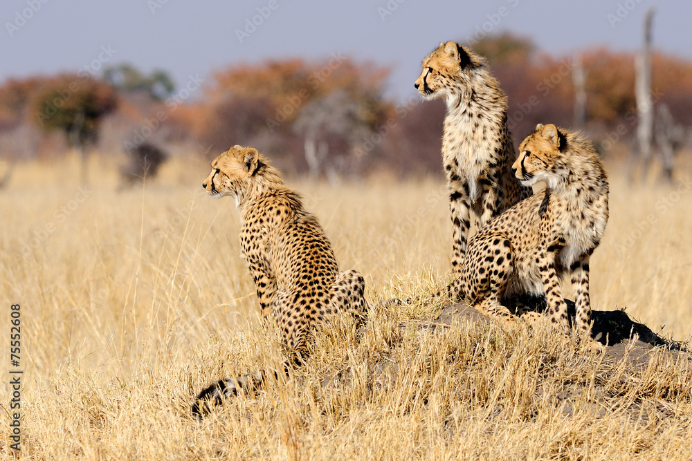 Naklejka premium Cheetah cubs on termite mount