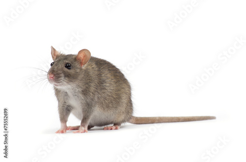 rat