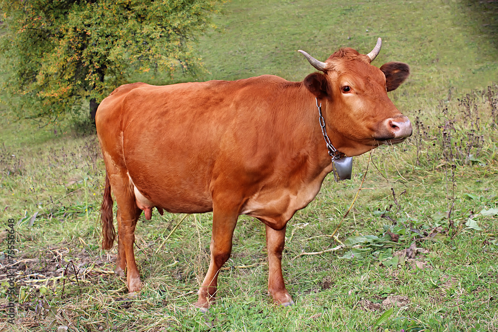 Cow in meadow, nature composition