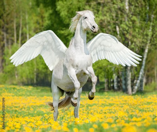 Beautiful white horse with wings rearing up