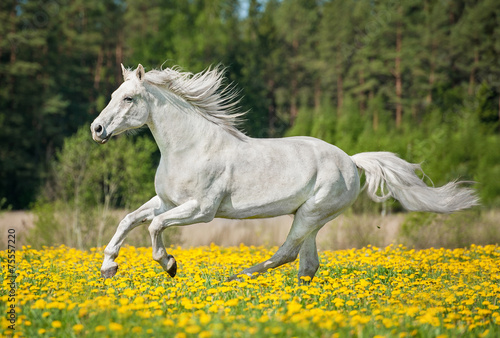 White horse running on the pasture in summer