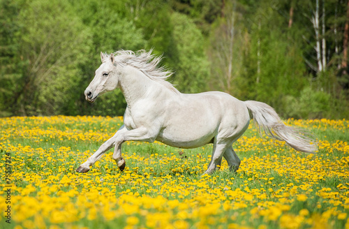 Beautiful white horse running on the field with dandelions