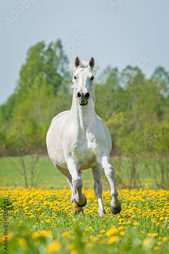 Beautiful white horse running on the field with dandelions © Rita Kochmarjova