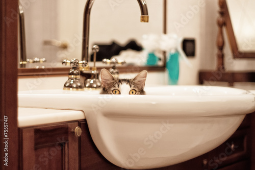 Фотография cat