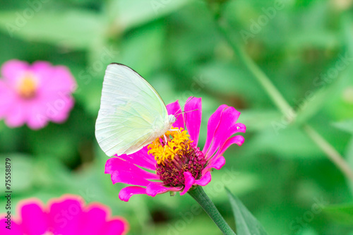 butterfly on pink flower in the garden on sunny day