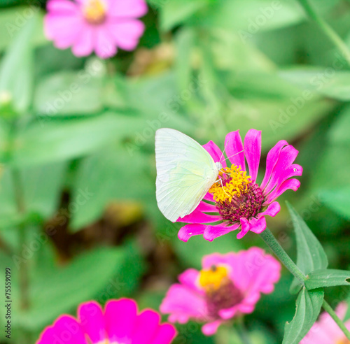 butterfly on pink flower in the garden on sunny day © Cozine