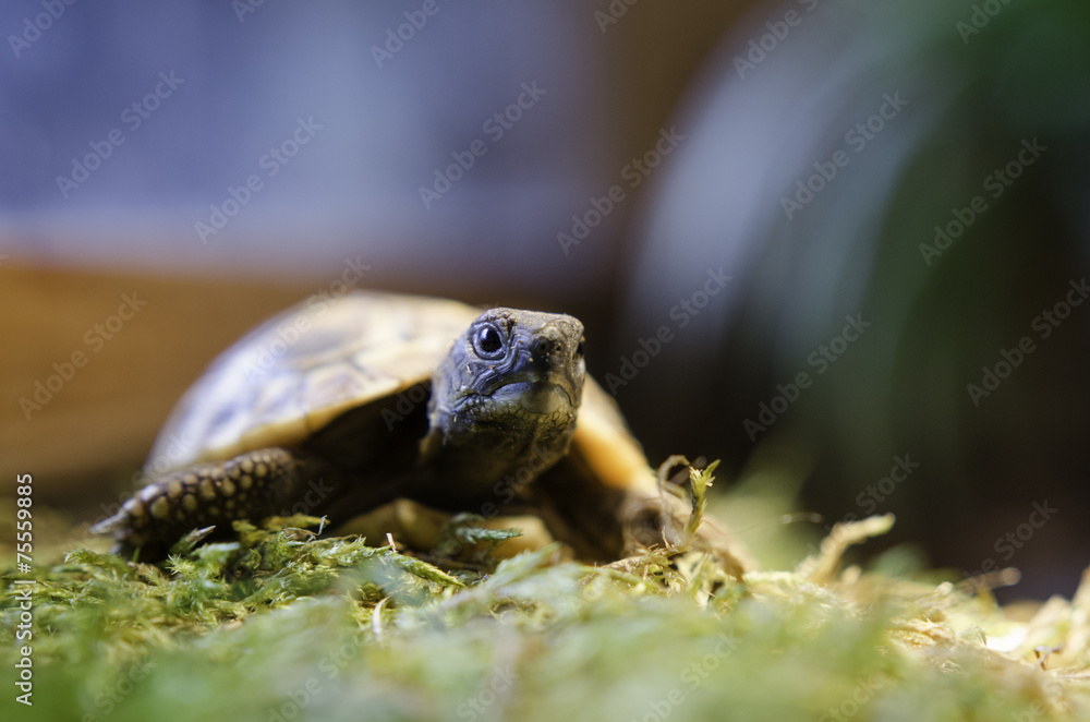 Junge Schildkröten 3 Junge Schildkröten 3