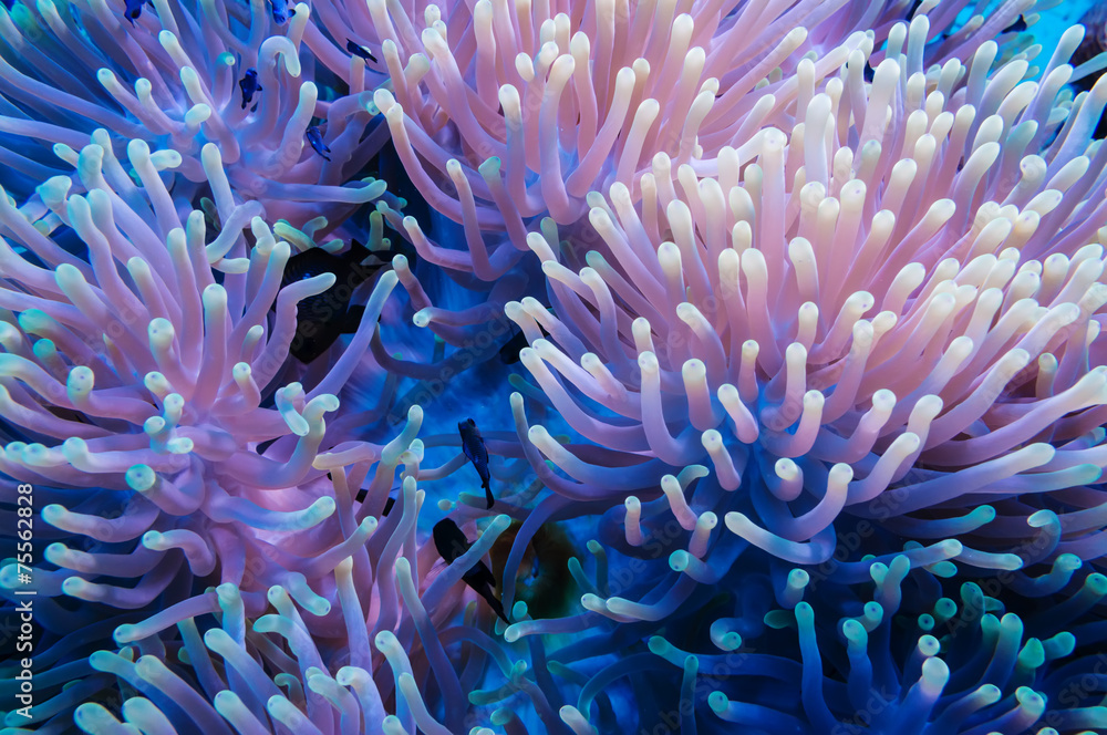 Fototapeta premium Clownfish and anemone on a tropical coral reef