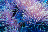 Clownfish and anemone on a tropical coral reef