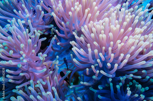 Leinwand Poster Anemonenfisch und Anemone auf einem tropischen Korallenriff