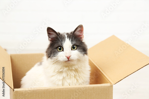 Cute cat sitting in cardboard box