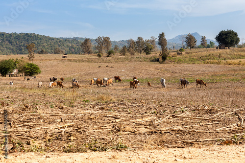 Landscape whit cows photo