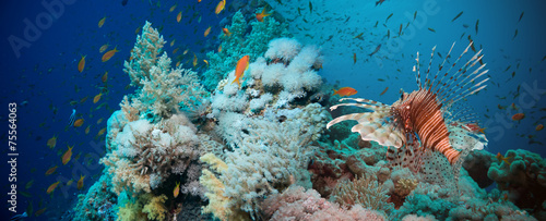 Fototapeta Naklejka Na Ścianę i Meble -  Lionfish on the coral reef underwater