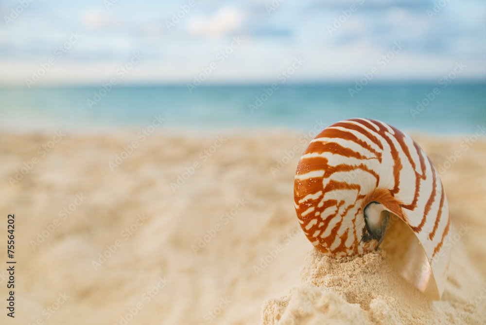 nautilus sea shell on golden sand beach in soft sunset light nautilus sea shell on golden sand beach in soft sunset light