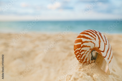 nautilus sea shell on golden sand beach in soft sunset light