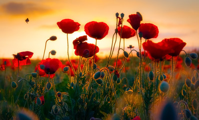 Gartenposter Blumen Mohnblumen  © denis_333