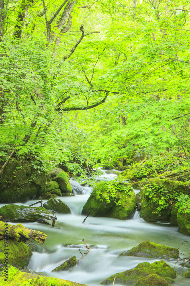 Summer of Oirase Strea, Aomori, Japan Summer of Oirase Strea, Aomori, Japan