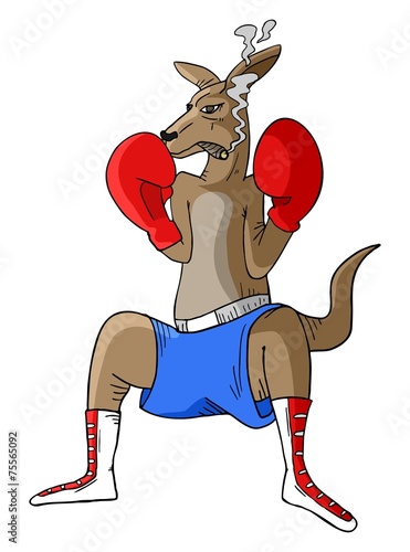 Kangaroo boxing