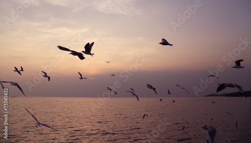 Seagull with sunset at Bang Pu beach © geargodz