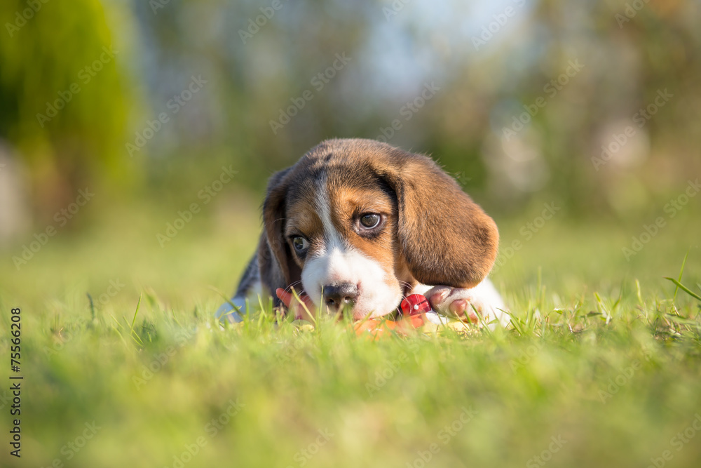 Beagle puppy - spring portrait