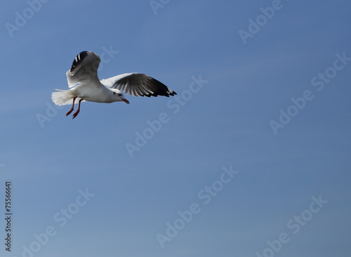 Seagull flying under the sky