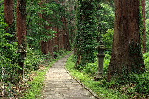 羽黒山参道杉並木 photo