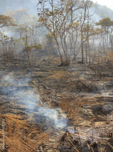 Bushfire - Stock Image © singkamc