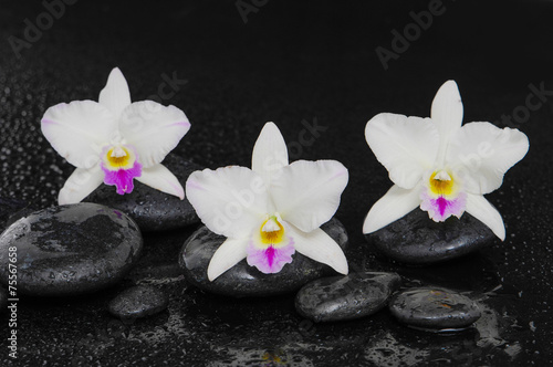 Set of three white orchid on wet stones –wet background