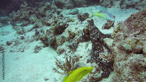 Red Octopus and Yellow-saddle Goatfish on coral reef photo