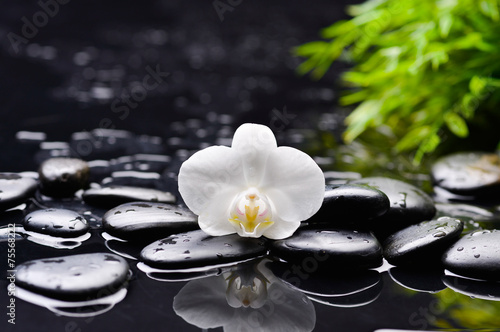 Spa still with gardenia flower on pebbles and green plant