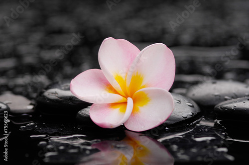 Pink frangipani with therapy black stones