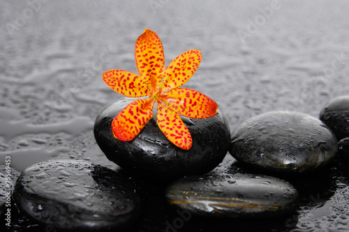 beautiful tropical flower with therapy stones on wet background