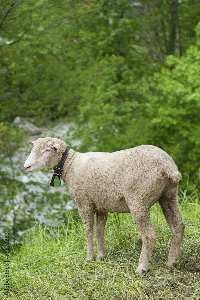 Obraz premium Sheep in Switzerland