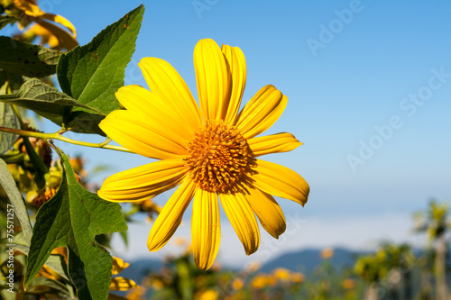 Tree marigold with bee, Mexican tournesol, Mexican sunflower wit