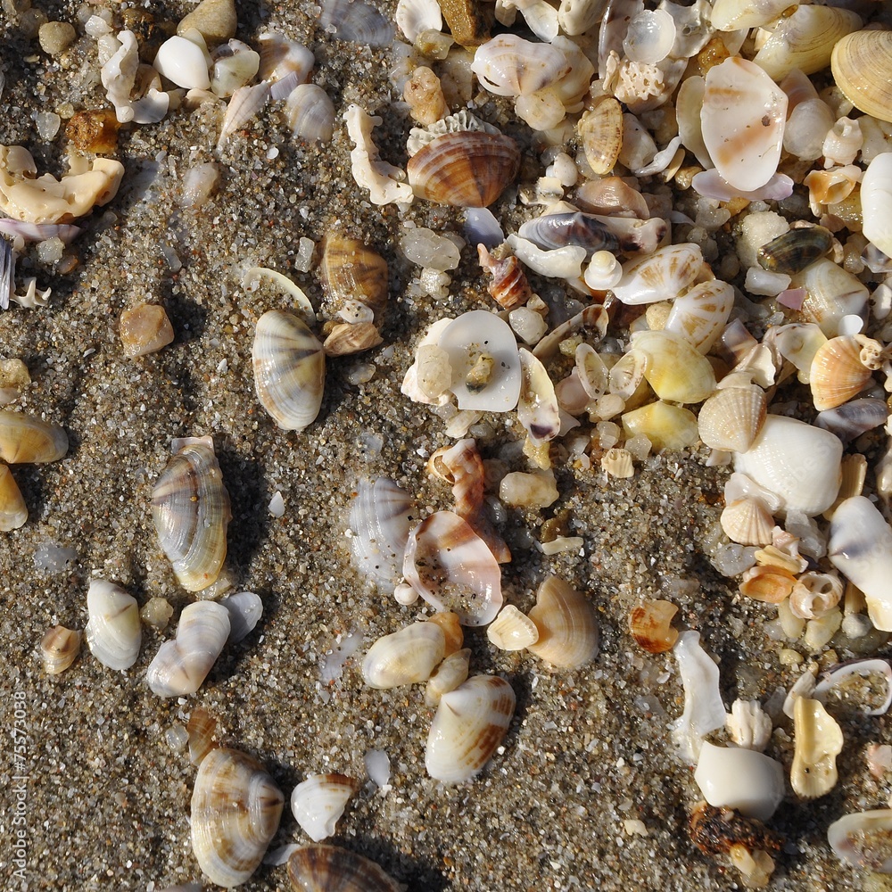 sea shell sea shell